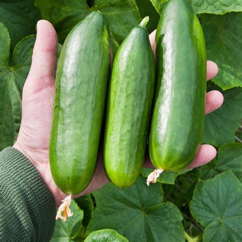 Cucumber Varieties: A Guide To Different Types And Uses - MAXIPX