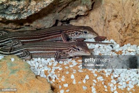 Whiptail Lizard Photos and Premium High Res Pictures - Getty Images