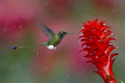 Hummingbird HD Wallpaper | Background Image | 2480x1651 | ID:339684 ...