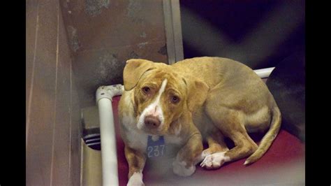 Photos: Dogs & cats available for adoption at the Harris County Animal ...