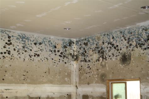 Top 7 Causes Of Mold In Your Home (Why Regular Inspection And Removal ...