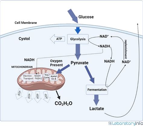 Aerobic Respiration and Anaerobic Respiration - Diagrams, Definition ...