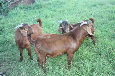 Kalahari Red Goats Herd Dispersal | Livestock - Goats For Sale