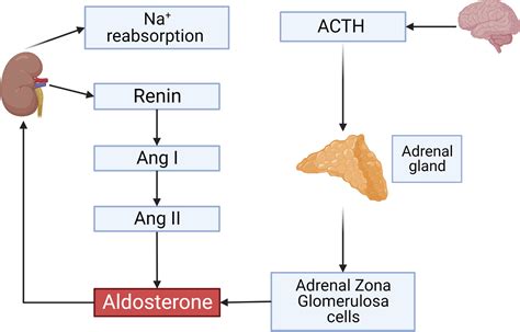 Frontiers | Regulation of the renin-angiotensin-aldosterone system by ...