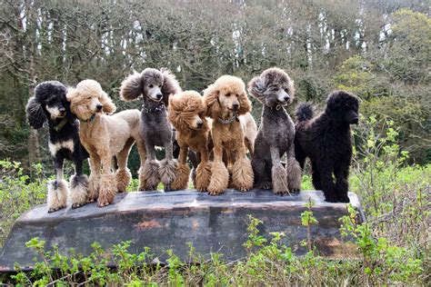 Parti Poodle: A Fun Version Of The Standard Poodle Or A Breed On Its Own?