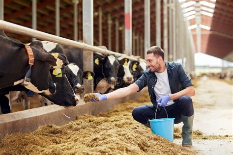 Man Feeding Cows with Hay in Cowshed on Dairy Farm Stock Photo - Image of bovine, hispanic: 84414072