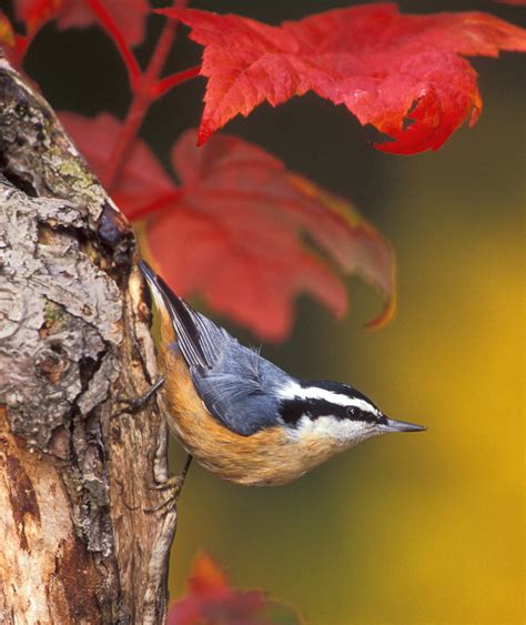 Nature Canada – Bird Tweet of the Week: Red-Breasted Nuthatch