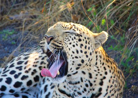 Okavango Delta. 2011 | Okavango delta, Amazing photography, Animals