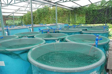 Best Aquaponics Fish to Plants Ratio - HowtoAquaponic