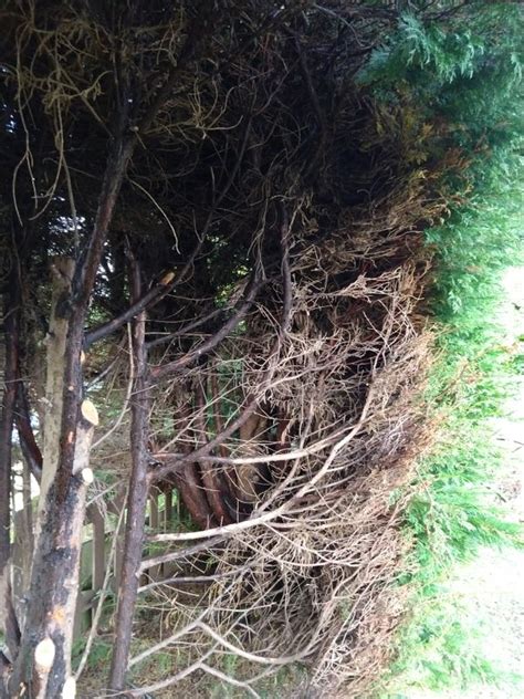 pruning - How can I prune a dead brown inside overgrown confider ...