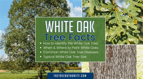 White Oak Tree Facts ( Quercus alba) - The Tree Authority