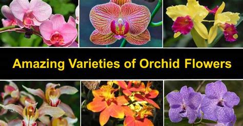 Types of Orchids: Varieties of Plants, Flowers and Classification