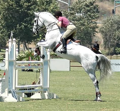 Show Jumping: The Best Horse Breeds – Just for my Horse