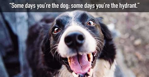 70+ Funny Dog Quotes and Sayings - My Dog's Name