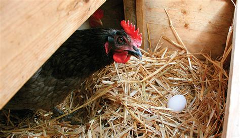 What To Feed Laying Hens - Hobby Farms