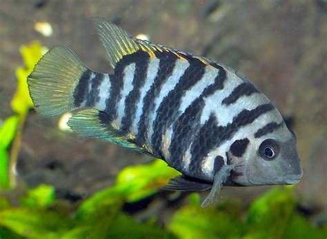 Convict Cichlid | A to Z Guide - Care, Tank Mates, Size, and Diet ...