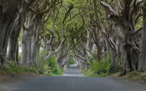 Dark Hedges: Ireland's Eerie Tree Tunnel Made Famous By 'Game Of Thrones'