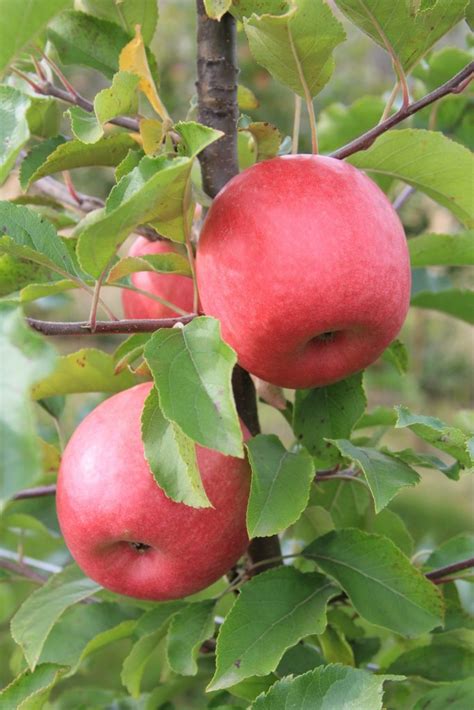 Early Cripps Pink strain a boost for Washington - FreshFruitPortal.com