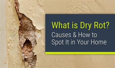 What is Dry Rot? Causes & How to Spot It in Your Home