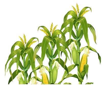 Download Free Corn Field ICON favicon | FreePNGImg