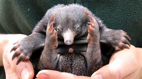 Tiny Echidna Babies Open Their Eyes: ZooBorns - YouTube