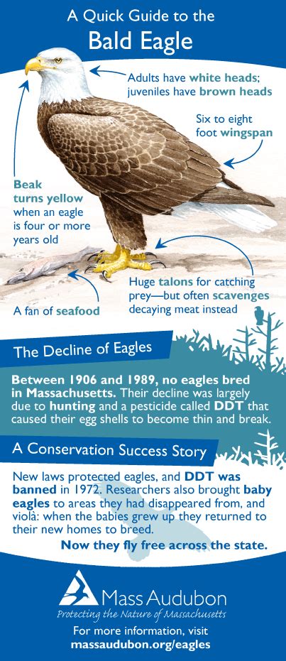 Bald Eagle Interesting Facts