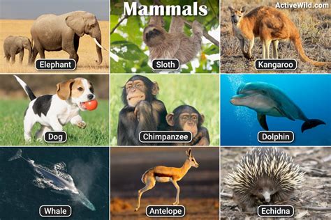 Placental Mammals Examples