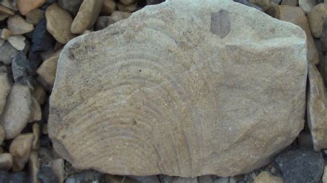 Chihuahuan Desert Expedition, Texas FOSSILS,GEOLOGY Video Stills : Free ...