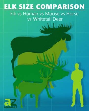 Elk Size Comparison: The Biggest Deer? - A-Z Animals