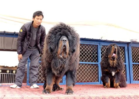 What is a Tibetan Mastiff and Can I Buy One?