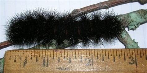 Black Fuzzy Caterpillar: The Giant Leopard Moth Caterpillar - Owlcation