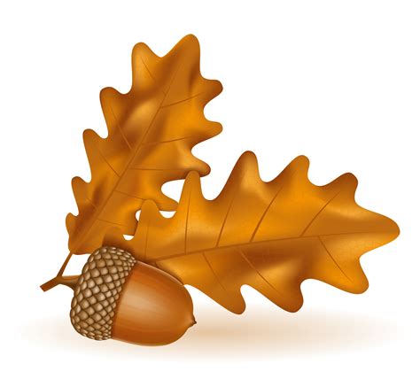 autumn oak acorns with leaves vector illustration 489225 Vector Art at ...