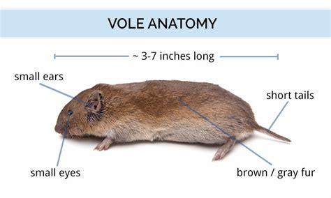 Vole Identification Guide | What Is A Vole, What Do They Eat & Look Like