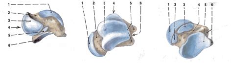 Talus Diagram | Quizlet