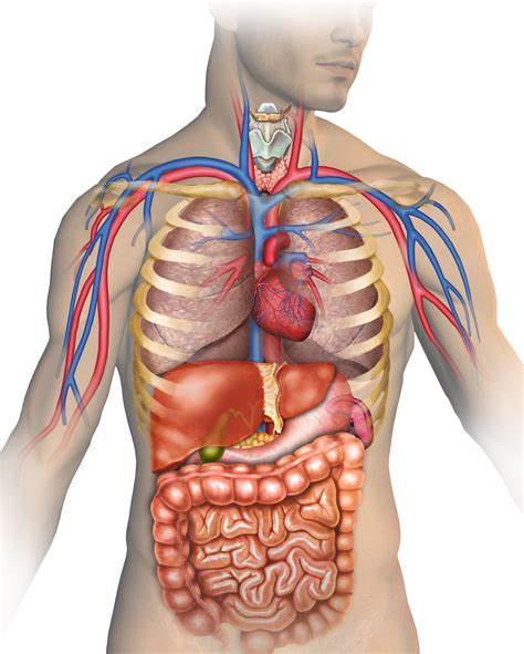 RAMAS DE LA BIOLOGÍA - Mind Map