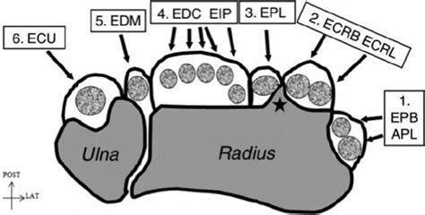 Wrist Extensor Compartments | Epomedicine