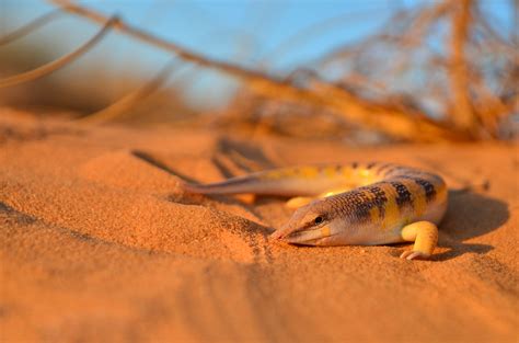 Lizard Sand Wallpaper - Resolution:2047x1356 - ID:1168729 - wallha.com