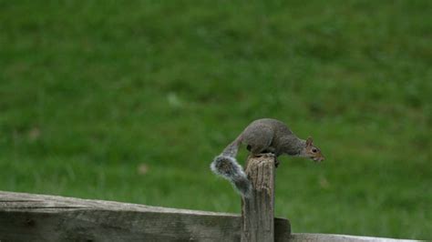 Slow Motion Squirrel Jumping Stock Video Footage 00:16 SBV-300125471 ...