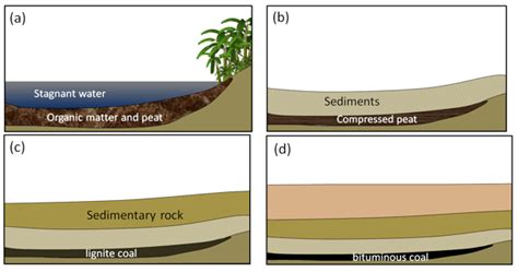 9.3 Organic Sedimentary Rocks – Physical Geology, First University of ...