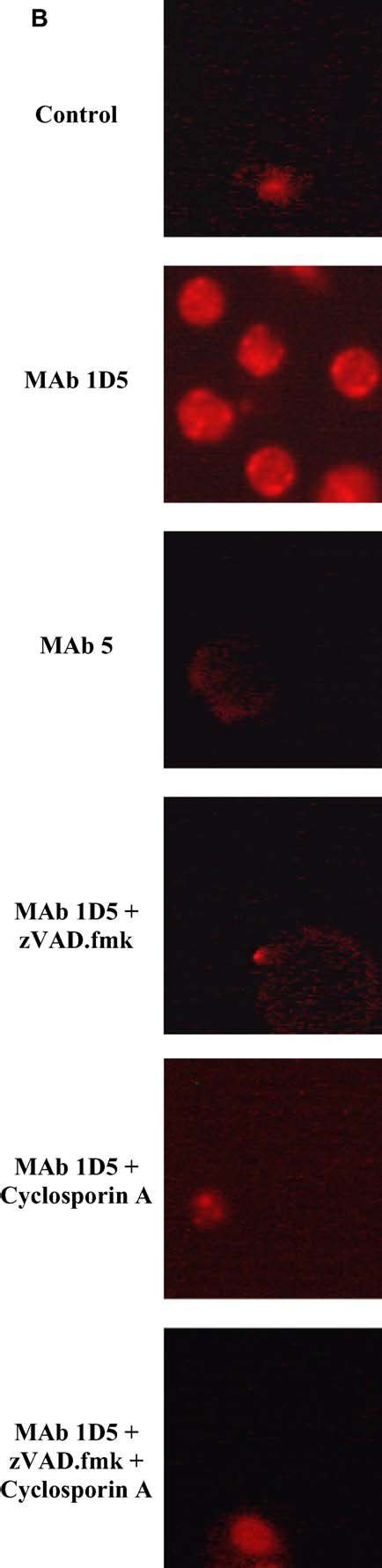 Active caspase assay. (A) Representative histograms comparing active ...