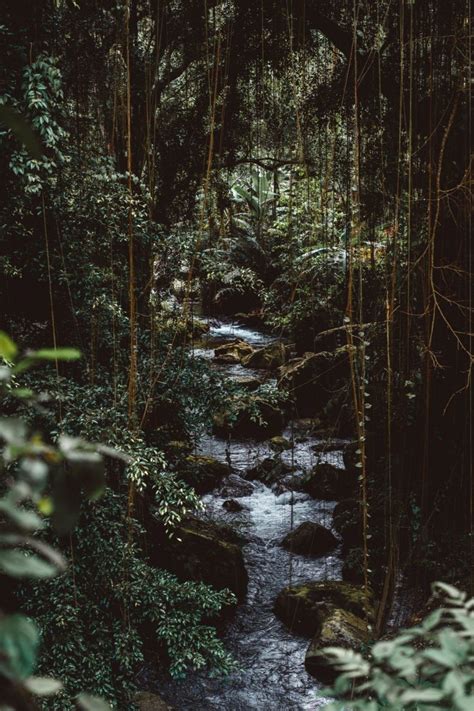 Aesthetic Jungle Wallpaper - KoLPaPer - Awesome Free HD Wallpapers