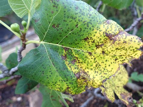 Fig | Diseases and Pests, Description, Uses, Propagation