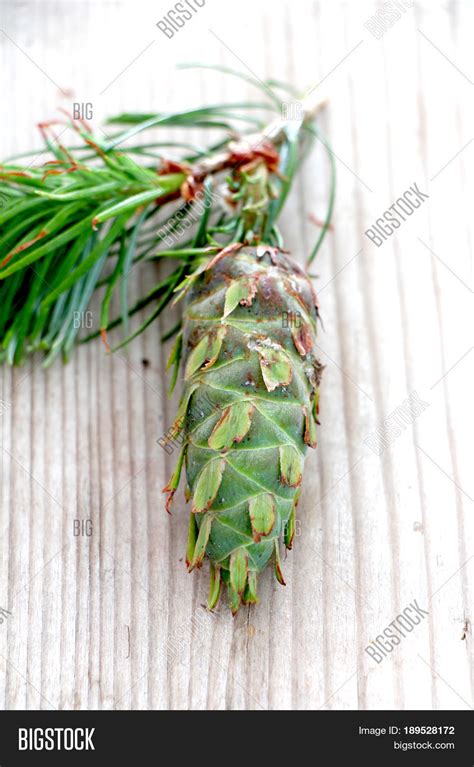 Evergreen Tree Cone Image & Photo (Free Trial) | Bigstock