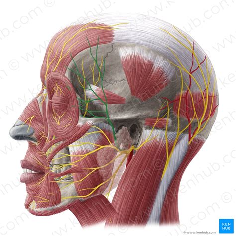 Anatomy Of The Face - cloudshareinfo