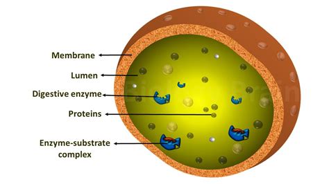 Diagram of Lysosomes and Types - Biology Brain