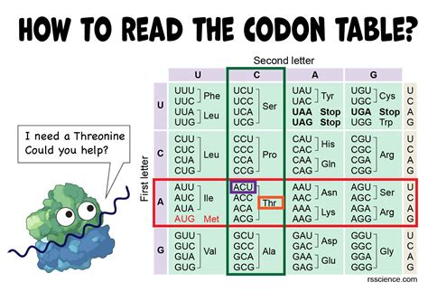 Mrna Amino Acid Table Start Codon | Review Home Decor