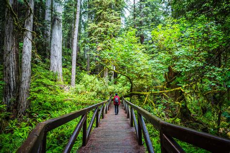 Redwood National Park