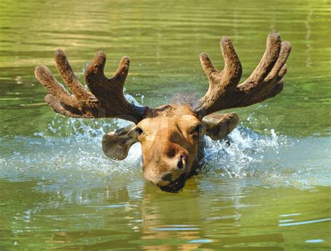 Moose swimming in lake | Stock image | Colourbox