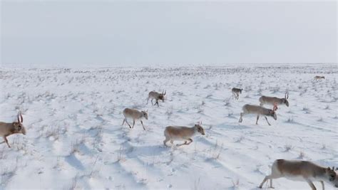 "Saiga Tatarica" Images – Browse 2,618 Stock Photos, Vectors, and Video ...