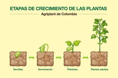 ¿Qué son las plántulas? Consejos en agricultura y jardinería